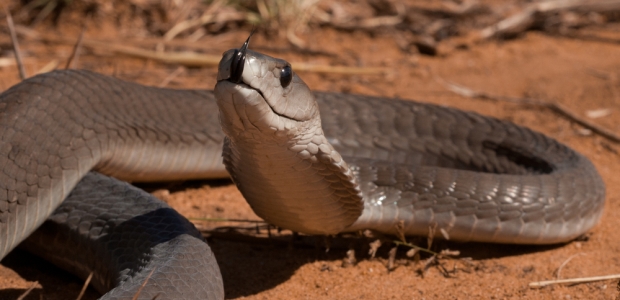 MSF reported Sept. 7, 2015, that its personnel increasingly treat snakebites in its field programs.
