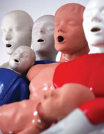 Manakin