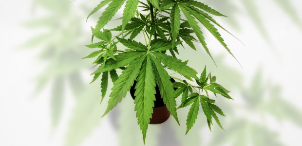 The impairment argument is incredibly complex. Many employers use the term in workplace drug and alcohol policies but this may not be the most prudent choice as marijuana impairment cannot necessarily be proven beyond a reasonable doubt.