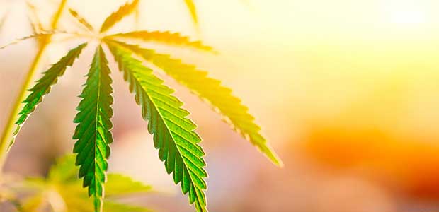 New Jersey Amends Medical Marijuana Law to Include Protections for Employees and Employers