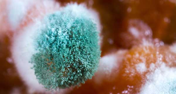 Environmental Health Experts Provide Guidance to Prevention Against Mold