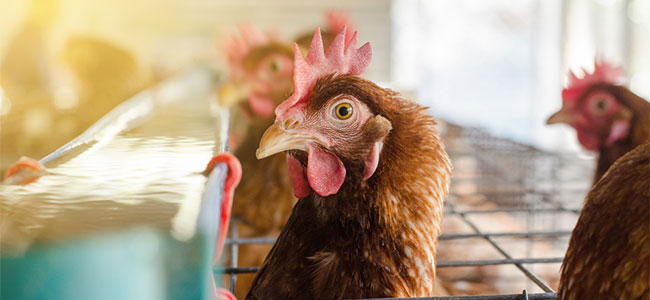 OSHA Steps Up Its Investigation of Mar-Jac Poultry Following Teen Worker
