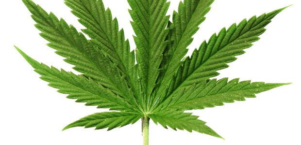 Until marijuana production, manufacturing, labeling, and distribution become standardized, use, safety, and wellness will continue to be a foggy area. (OraSure Technologies graphic)